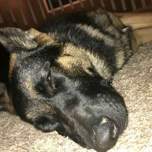 Meet your Posher, Josh